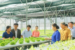 Hà Nội thành lập mới nhiều hợp tác xã, liên hiệp hợp tác xã, tổ hợp tác