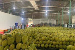 Sầu riêng tiếp tục đóng góp doanh thu xuất khẩu lớn cho ngành hàng rau quả.