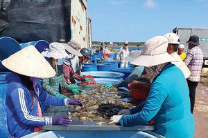 Tôm được xem là ngành hàng hưởng lợi nhiều nhất khi Việt Nam được Mỹ công nhận là nền kinh tế thị trường.