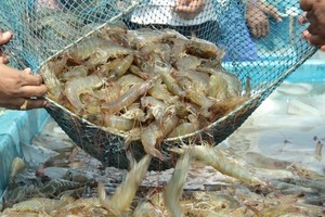 Vasep tiếp tục gửi báo cáo tới Văn phòng Chính phủ về những vướng mắc, kiến nghị của DN thủy sản trong quý II/2024