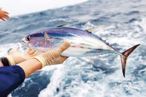 Quy định chỉ được dùng nguyên liệu cá ngừ vằn từ 500 mm trở lên gây khó cho doanh nghiệp vì kích thước loài này tương đối nhỏ