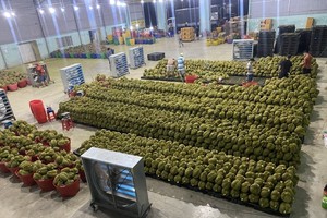 Thái Lan tăng cường xuất khẩu sầu riêng đông lạnh của Việt Nam.