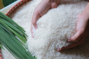 Xuất khẩu gạo tăng nhanh nhưng chưa xuất được nhiều sang các thị trường khó tính, tiêu chuẩn cao như EU, Mỹ, Nhật...