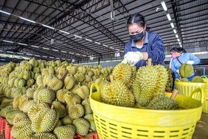 Rau quả, gạo, cà phê và hạt điều đã mang về doanh thu xuất khẩu 13 tỷ USD 7 tháng năm 2024.