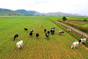 Ứng dụng công nghệ cao trong chăn nuôi giúp động vật phát triển mạnh khỏe, ít bệnh tật (ảnh minh họa)