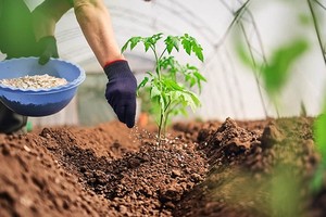 Áp thuế VAT 5% cho phân bón: Cổ phiếu nào hưởng lợi? 