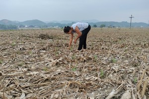 Bão số 3 đã gây ra những thiệt hại nặng nề cho sản xuất nông nghiệp tỉnh Yên Bái. 