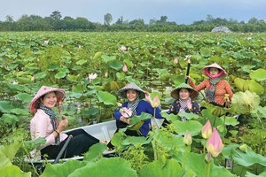 Tận dụng lợi thế về thiên nhiên, môi trường, tỉnh Đồng Tháp tập trung phát triển du lịch xanh, định vị thương hiệu Đất sen hồng