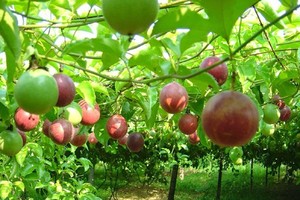 Xuất khẩu chanh dây sang Hoa Kỳ sẽ mở ra nhiều cơ hội cho nông dân.