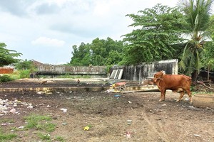 Dự án 2,7 km đường Vành đai 2 TP.HCM đã dừng thi công 5 năm, công trường Dự án trở thành nơi chăn thả gia súc