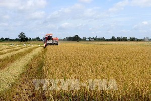 Ảnh: Bùi Giang/TTXVN