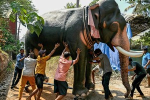 Một chú voi robot ở Thrissur, bang Kerala, Ấn Độ. Ảnh: AFP 
