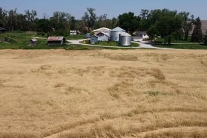 Trung Quốc có kế hoạch áp thuế quan 15% đối với lúa mì và một số nông sản khác của Mỹ. Ảnh: AFP