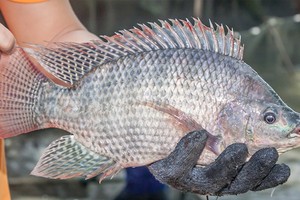 Xuất khẩu cá rô phi có nhiều triển vọng gia tăng tại thị trường Mỹ trong 2025.