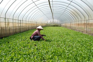 Hà Nội: Hơn 1.000 ha đất lúa được chuyển đổi mục đích sử dụng hàng năm 