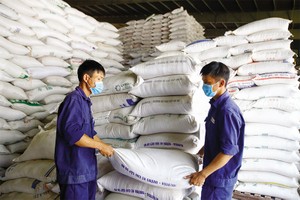 Doanh nghiệp xuất khẩu gạo đang rất lo lắng về dự thảo quy định mới với ngành hàng xuất khẩu này. Ảnh: Đức Thanh