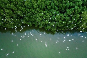 Việt Nam có tiềm năng giao dịch 57 triệu tín chỉ carbon rừng mỗi năm.