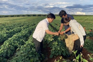 Vùng trồng khoai lang của Dự án Khu nông nghiệp công nghệ cao Chư Sê của Công ty cổ phần Sản xuất và Xuất nhập khẩu Việt Phúc. Ảnh: Công ty Việt Phúc. 