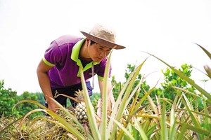 Trái cây Việt cần chiến lược bài bản và liên kết bền chặt hơn để gia nhập nhóm hàng tỷ USD. 
