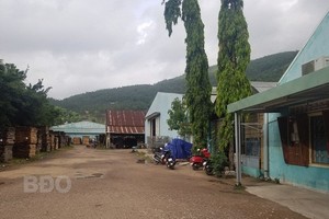 Khu đất thực hiện Dự án Nhà ở xã hội Bông Hồng hiện là Xí nghiệp Chế biến lâm sản Bông Hồng (thuộc Công ty cổ phần Lâm nghiệp 19). Nguồn: BĐO. 