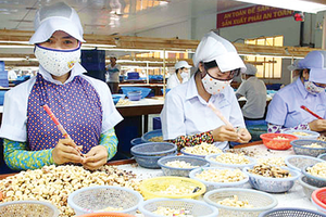 Việt Nam thu 2,8 tỷ USD từ xuất khẩu hạt điều trong 7 tháng năm 2025, tăng 18,3% so với cùng kỳ. 