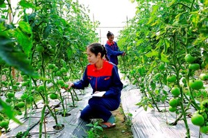 Đảm bảo chất lượng được coi là “chìa khóa sống còn” đối với nông sản.