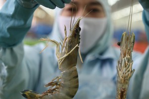 Tôm có nguy cơ mất thị phần tại Mỹ nếu phải chịu mức thuế chống bán phá giá như phán quyết sơ bộ lên tới 33,29%