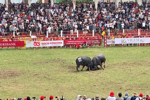 Lễ hội chọi trâu Đồ Sơn - nét văn hóa độc đáo miền biển Hải Phòng 