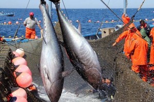 VASEP kiến nghị cơ quan quản lý sớm ban hành hướng dẫn thống nhất, chuẩn hóa bộ hồ sơ giữa các địa phương...