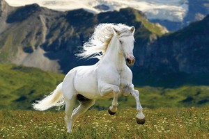 Doanh nhân càng gặp thử thách càng bộc lộ bản lĩnh, như người xưa thường nói "đường dài mới biết ngựa hay"