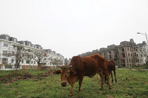 Việc xử lý nợ xấu giúp giải phóng nguồn lực đang bị kẹt lại trong các dự án đình trệ, tài sản dở dang