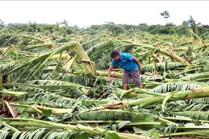 Bảo hiểm nông nghiệp bước đầu phát huy hiệu quả trong việc hỗ trợ người sản xuất nông nghiệp giảm thiểu rủi ro tài chính trước thiên tai, dịch bệnh. Ảnh: Đinh Văn Nhiều/TTXVN 