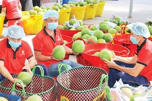 Thách thức từ xung đột Trung Đông, ngành nông nghiệp kêu gọi doanh nghiệp cùng đoàn kết “vượt sóng” 