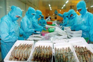 Sản xuất chế biến tôm xuất khẩu tại một doanh nghiệp