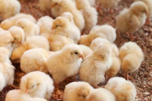 Từ sau Tết, giá thành nhiều sản phẩm chăn nuôi có xu hướng đi xuống.