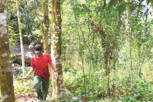 Quảng Ngãi gia hạn dự án dược liệu quý 200 tỷ đồng 