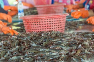 Theo Vasep, thủy sản Việt Nam xuất sang Mỹ không cạnh tranh trực diện với sản phẩm nội địa Mỹ. 