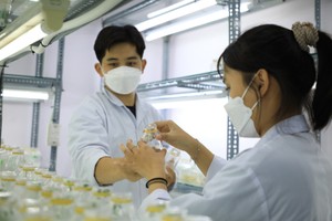 Nuôi cấy mô tại phòng thí nghiệm 