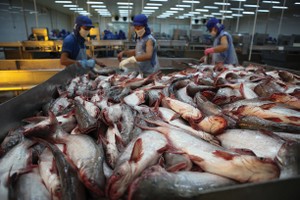 Nam Việt duy trì chuỗi sản xuất cá tra khép kín để tự chủ nguồn nguyên liệu và thức ăn chăn nuôi
