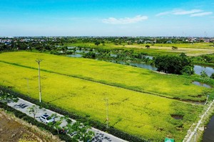 Hải Phòng phát triển nông thôn bền vững với Bộ tiêu chí nông thôn mới giai đoạn 2026-2030 