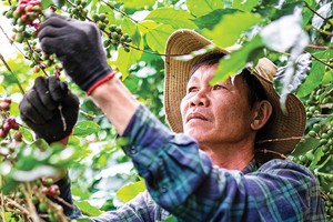 Nông dân thu hoạch cà phê tại Tây Nguyên - nơi doanh nghiệp cùng người dân triển khai mô hình canh tác đạt chuẩn ESG