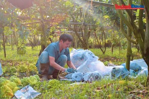 Cây phật thủ giúp nông dân làm giàu nhờ mang lại giá trị kinh tế cao, tạo việc làm ổn định và mở ra hướng đi mới trong chuyển đổi cơ cấu cây trồng. Ảnh: Linh Nguyễn