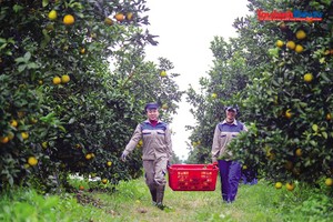 Cắt giảm điều kiện kinh doanh là bước đi có tính chất đột phá nhằm tháo gỡ nút thắt pháp lý, dọn đường cho doanh nghiệp nông nghiệp bứt phá. Ảnh: Đ.T