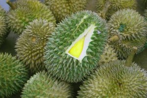 Sầu riêng tươi Việt Nam được xuất khẩu sang Ấn Độ. 