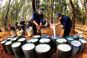 Giá dầu thô và giá cao su thiên nhiên có mối quan hệ đồng biến gián tiếp