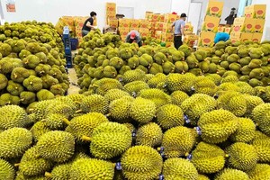 Thị trường Ấn Độ đã mở cửa cho trái sầu riêng tươi của Việt Nam, hứa hẹn sớm trở thành nhóm hàng tỷ USD.