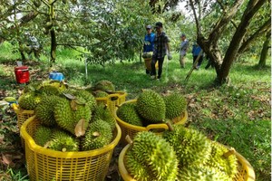 Năm 2025, con số xuất khẩu sầu riêng của Việt Nam đạt kỷ lục với kim ngạch 3,86 tỷ USD, cao nhất trong các ngành hàng rau quả.