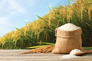 Câu chuyện tại Lộc Trời cho thấy, vốn nhà nước cần được chuyển giao về những tổ chức có đủ năng lực quản lý vốn