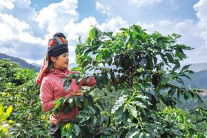 Nhờ sự hậu thuẫn của môi trường đầu tư, cà phê đã trở thành cây làm giàu trên vùng đất Sơn La. Ảnh: Quang Vinh 