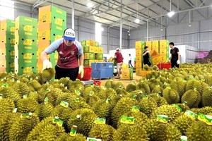 Xuất khẩu rau quả tháng 8 đạt gần 1,4 tỷ USD, đưa kim ngạch xuất khẩu 8 tháng vượt 6,15 tỷ USD, tăng 27,7% so với cùng kỳ. 